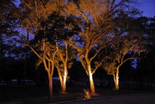 illuminazione_alberi.jpg
